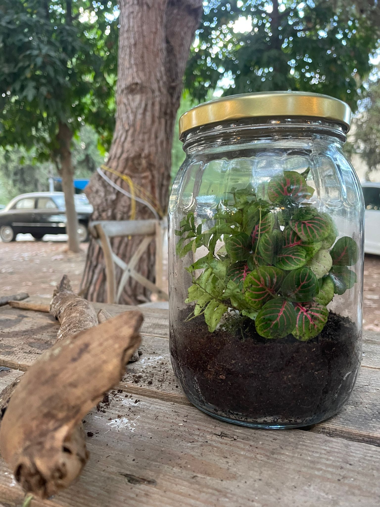 🌿 סדנת טרריום – עולם קטן בירוק